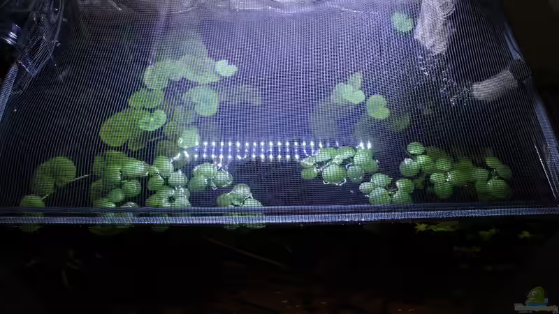 Abdeckung von die Perle... (20)