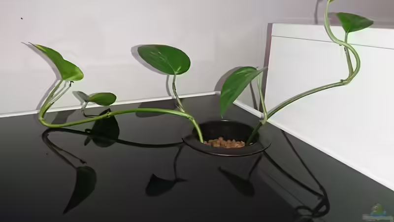 Abdeckungselement durch Alu-Dibond-Platte mit Loch ersetzt von aqmdf (3)