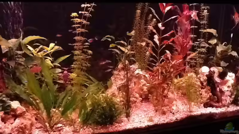 Abend von Süßwasserpirat (11)