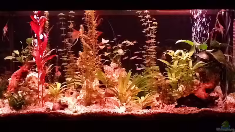 Abend von Süßwasserpirat (12)