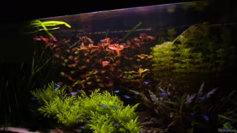 Abendbeleuchtung  von Nico (20)