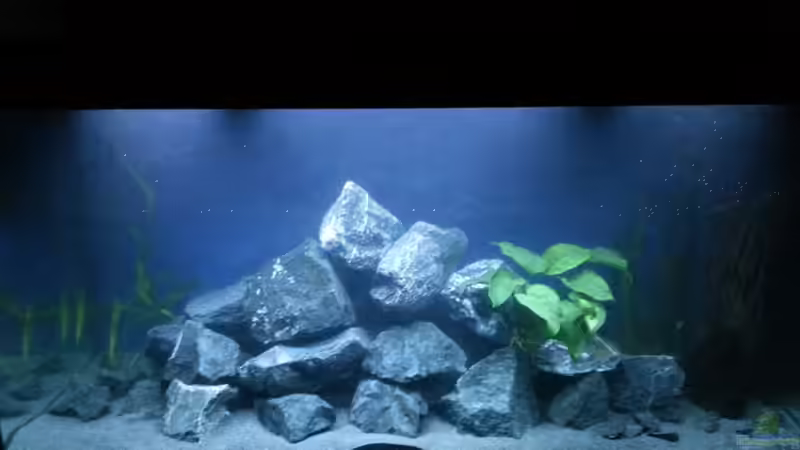 Abendbeleuchtung von Fishes4Life (4)