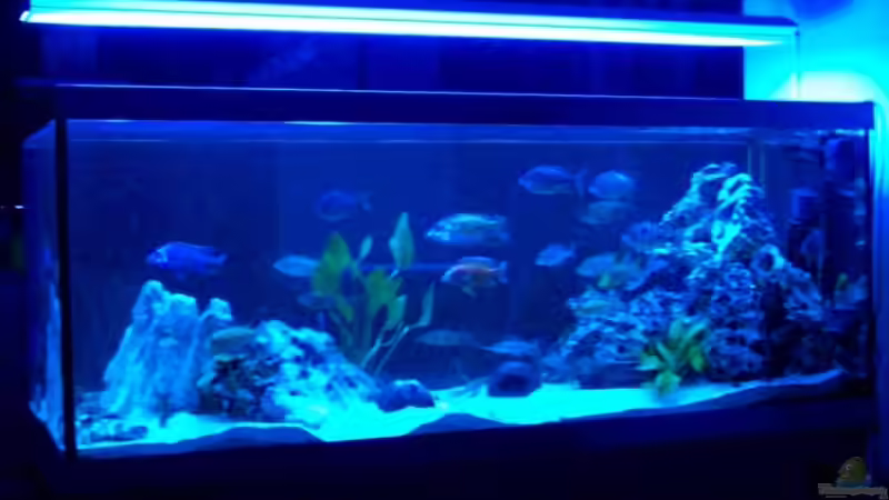 Abendbeleuchtung von Limbo (5)