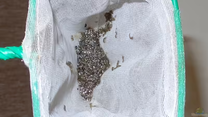 Abendbrot, Schwarze Mückenlarven von raubsau (69)