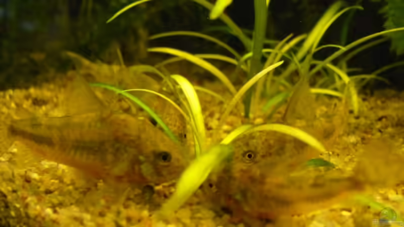 Abendbrot von Der kleine Delfin (15)