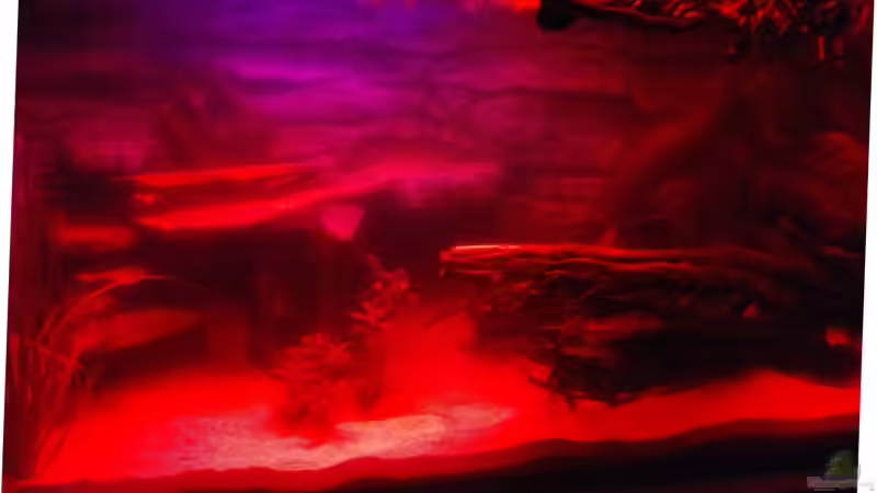 Abenddämmerung, das blaue Mondlicht wird bald das rote Licht ablösen von Copplepot Lord (3)