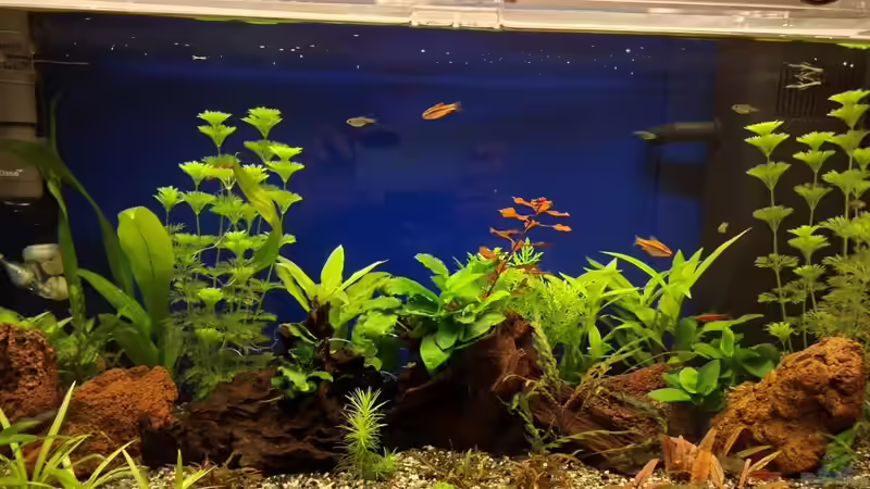 Abenddämmerung 1 von ernst11 (6)