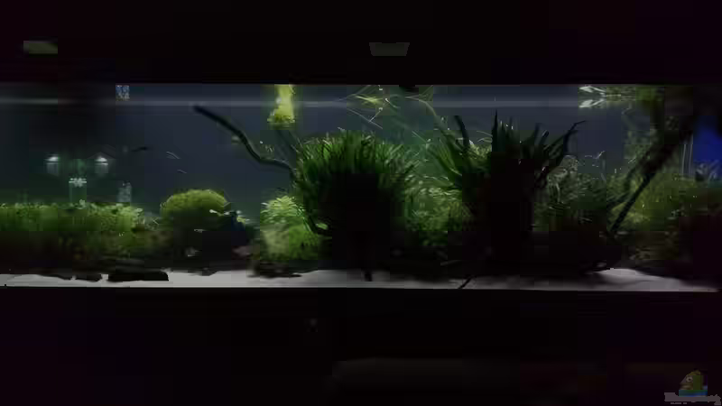 Abenddämmerung 20.01.2018 von ´vorn´ von C-NA (14)