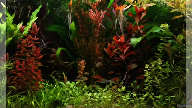 Abenddämmerung 21.08.2010 22:45  von Ralf64 (19)