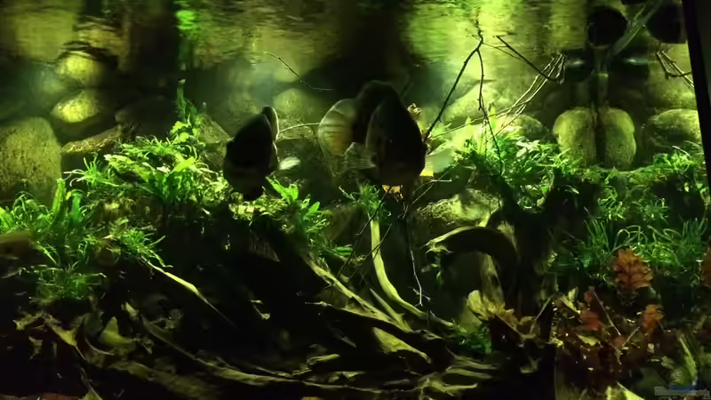 Abenddämmerung hellere Beleuchtung von Jonas B. (11)