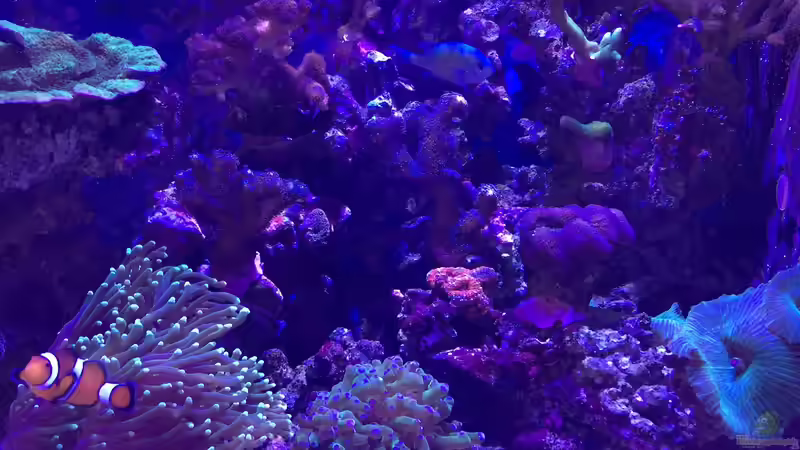 Abenddämmerung von Florian Florian (2)