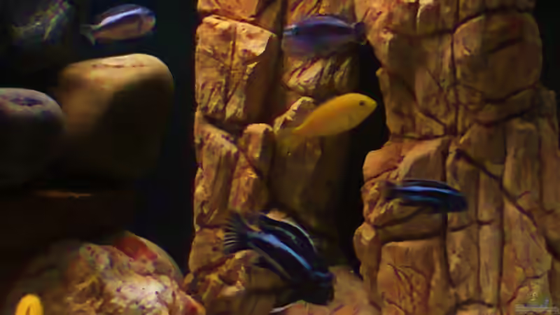 Abenddämmerung von HERZ 2 (4)