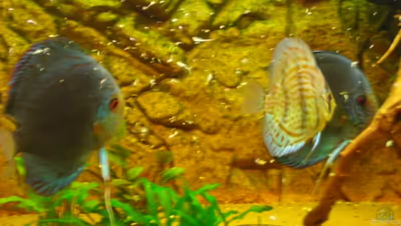 abendessen von Eichi82 (32)