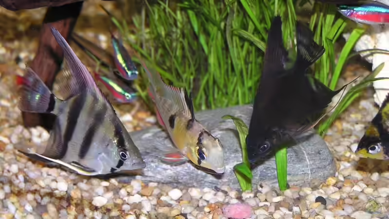 Abendessen! von froxxs (18)