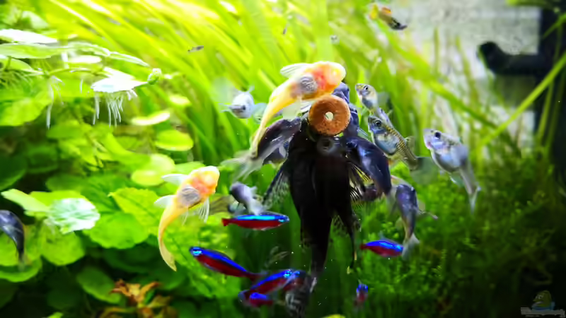 Abendessen von Wuppi (8)