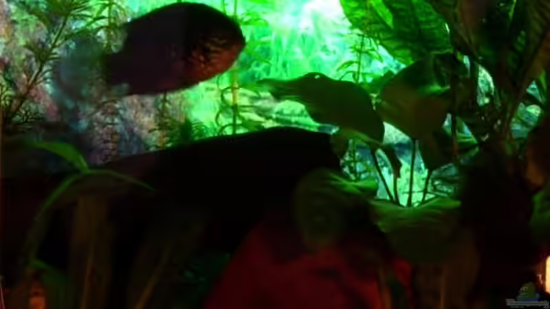 Abendliche Hintergrundbeleuchtung von Michael Paulisch (3)