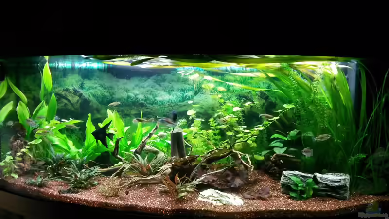 Abendliches Treiben von Bea (3)