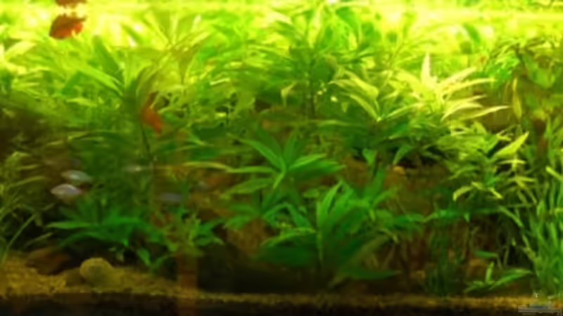 abends kommt das Licht nur noch von hinten, so daß es richtig grün leuchtet von Sebastian.. (9)