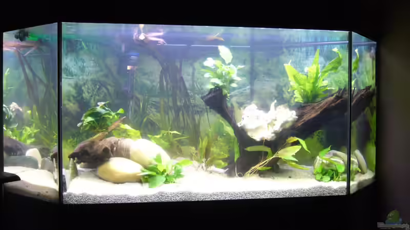 abends mit neuen Pflanzen (26.03.) von Sunnyboy_72 (7)