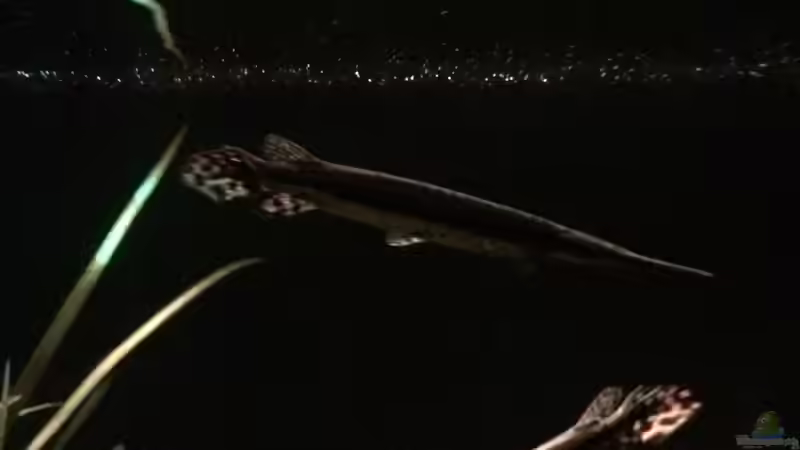 abends von Captain Gü (12)