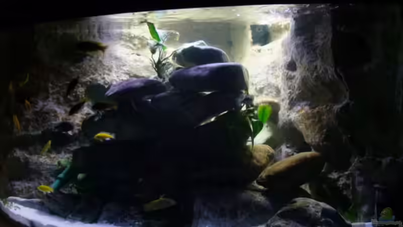 abends von wadde (8)