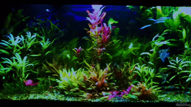 Abendstimmung - 31.03.2018 von Reiner Dr. Med. Jesse (20)