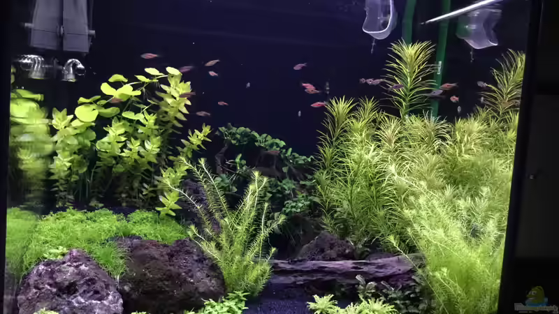 Abendstimmung  von Aquafreak1411 (17)