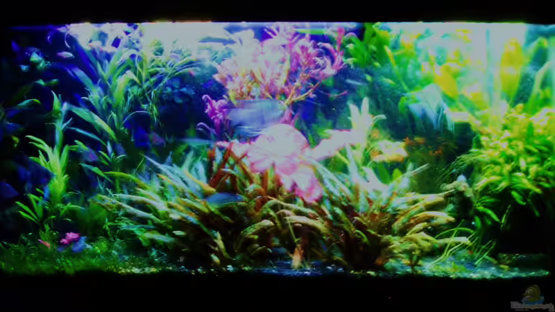 Abendstimmung 06.08.2018 von Reiner Dr. Med. Jesse (34)