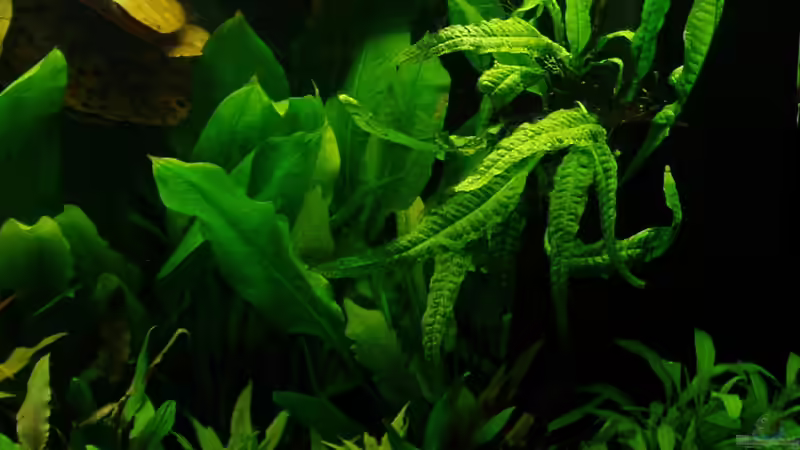 Abendstimmung 15.03.2018 von Reiner Dr. Med. Jesse (13)