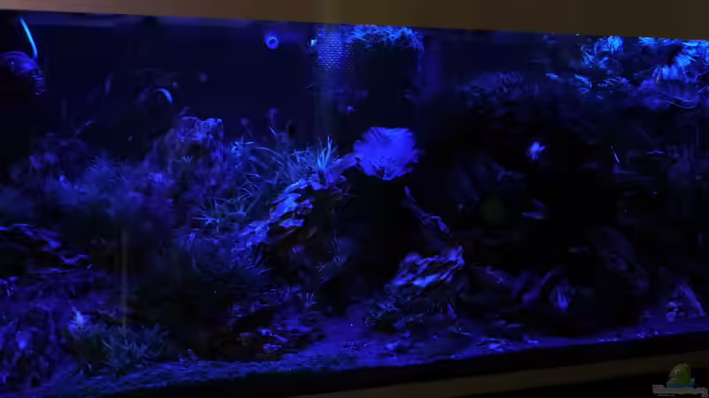 Abendstimmung eingefangen zum Vollmond von foxi (27)