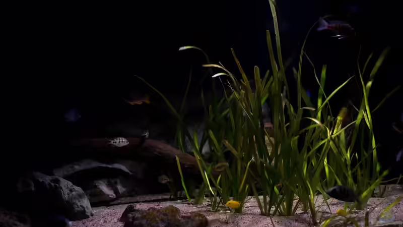 Abendstimmung in der Uferzone ... von AjakAndi (18)