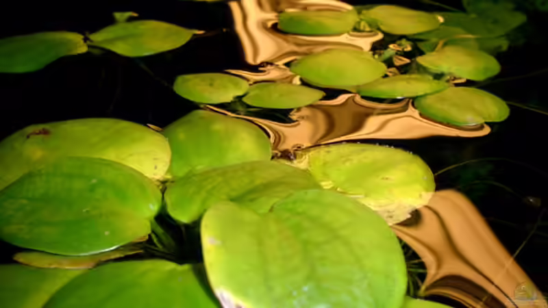 Abendstimmung mitLimnobium laevigatum - Südamerikanischer Froschbiß) von Piscis (4)