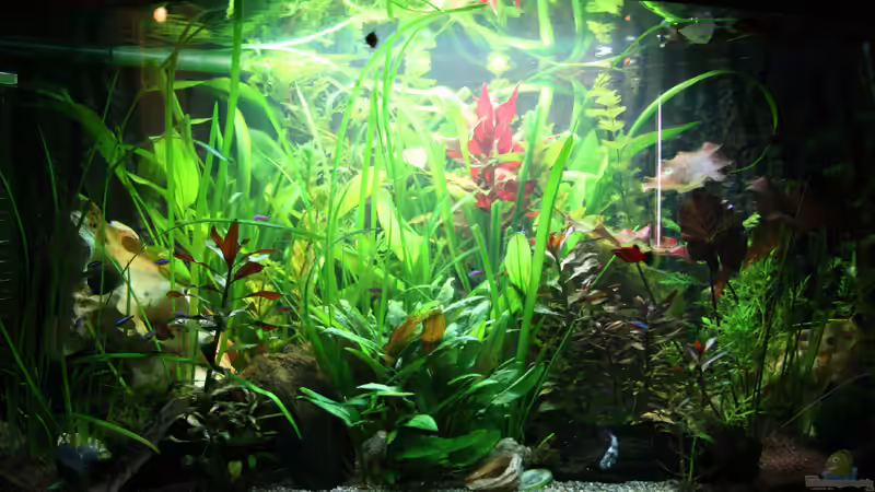 Abendstimmung von Oli M. (3)