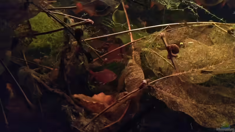 Abendstimmung von SaMü (28)