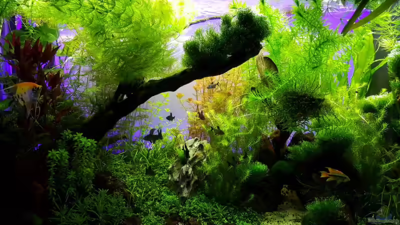 Abendstimmung von Sebastian Hartmann (69)