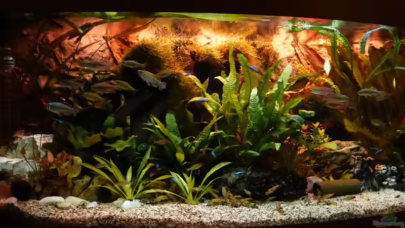 Abendstimmung von Thomas Müller (21)