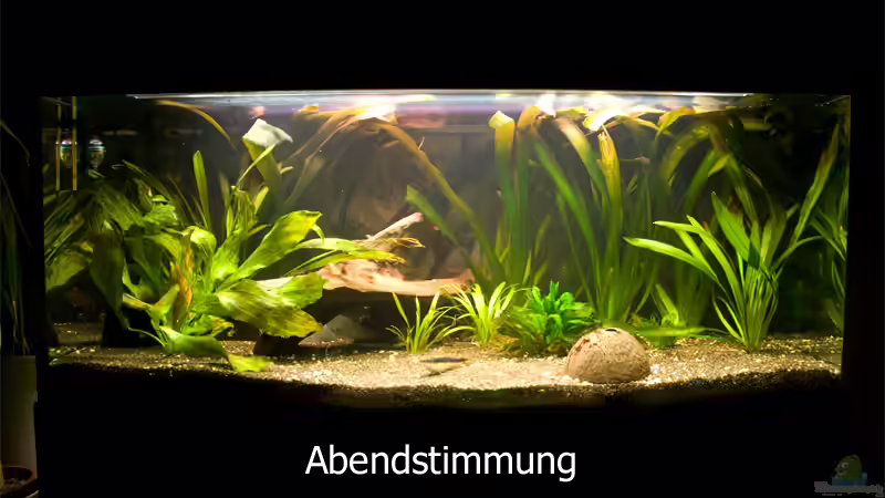 Abendstimmung von Verkaufe mein Aquarium (4)
