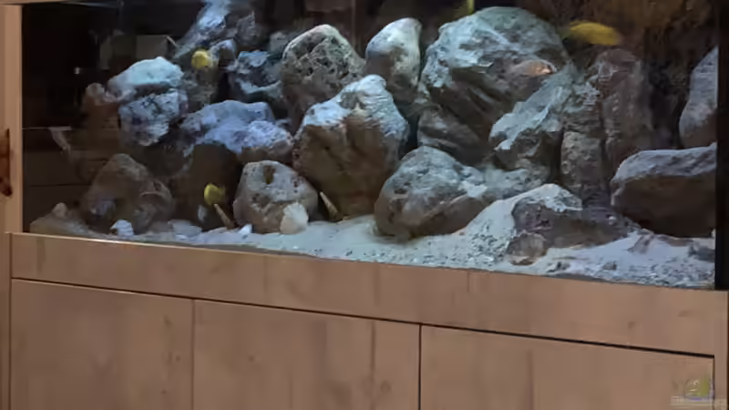 Abenstimmung von Charmin (10)