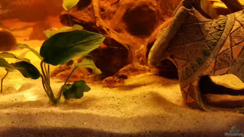 aber dann haben doch noch alle zusammen gefuttert von SvenDerGroße (25)