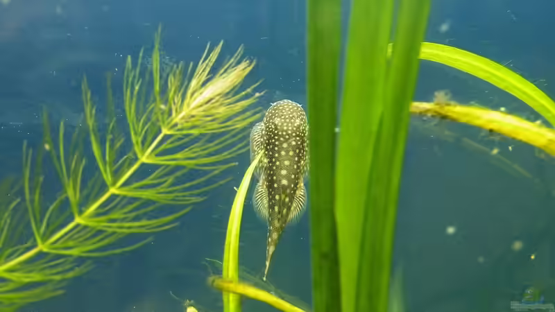 Aber die Scheibe immer wieder :-D - 10.07.2011 von bergfrau (62)