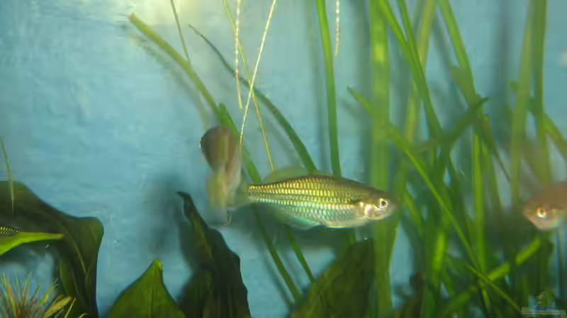 Aber mit einen Standartfoto ist nicht viel mehr drinnen von chrisi01 (12)