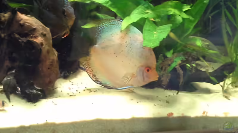 aber neugierig von Michael Bodem (7)