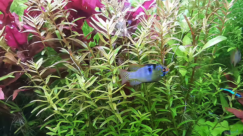 aber nun mal schnell..... von odin 68 (175)