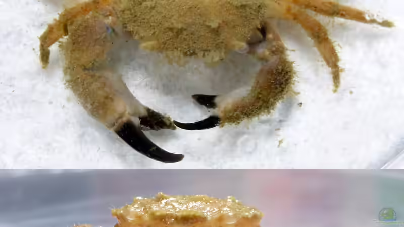 abgestreifte Haut von Krabbi von Summse (60)