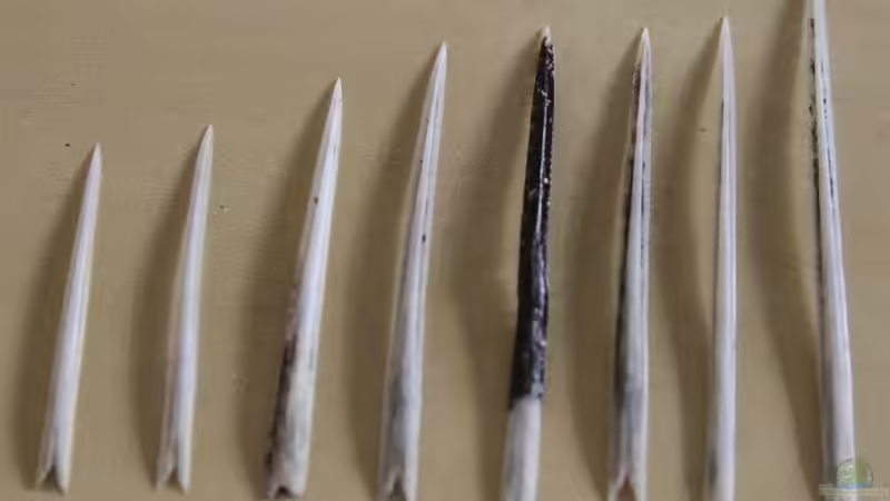 abgeworfene Rochenstachel von AlexDhc (5)