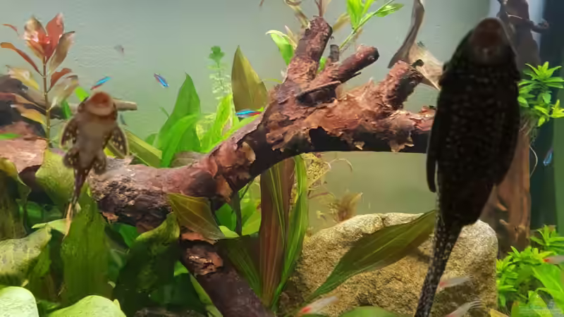 abhängen an der Scheibe von Woidma (107)