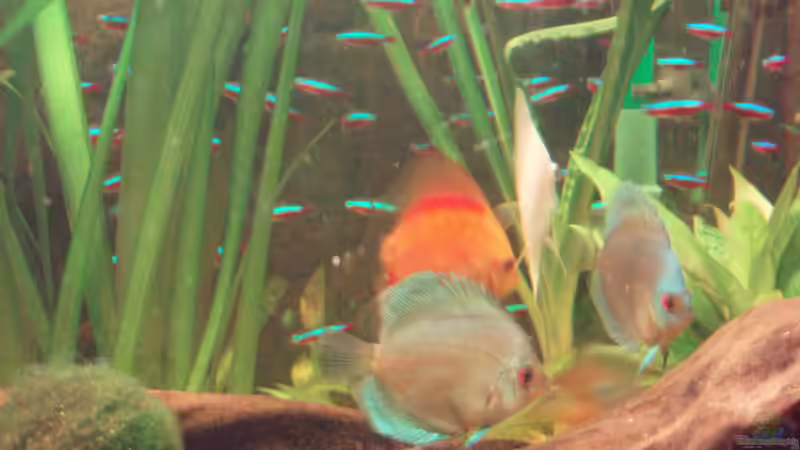 Abhängen von welspapa (30)