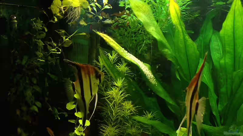 Ablage 24.05.09 von Mario74 (33)