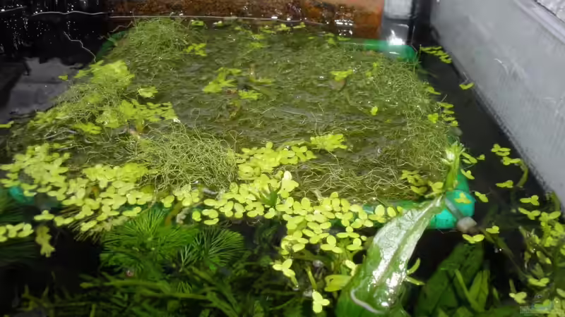 Ablaich Platzfür Schaumnestbauer.