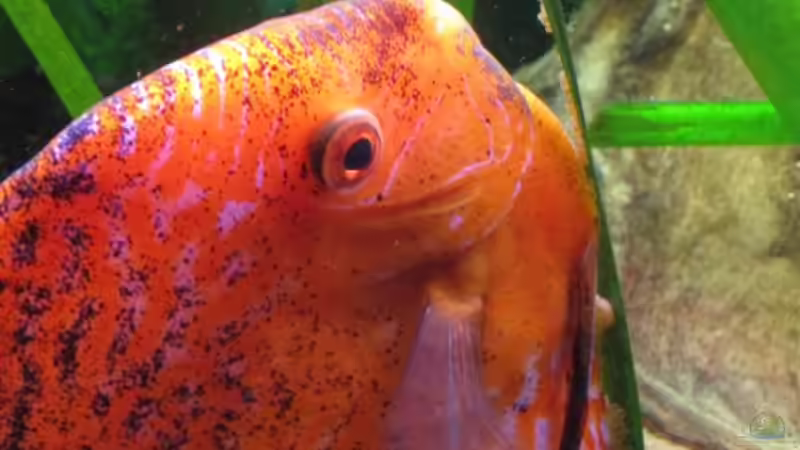 Ablaichen auf schmalem Grad von Jogi (61)